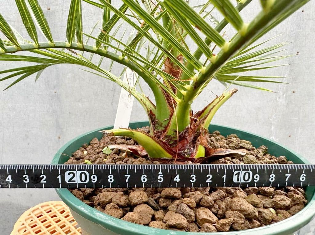 Amazon.co.jp: カナリーヤシ 検）ココスヤシ サバルヤシ フェス